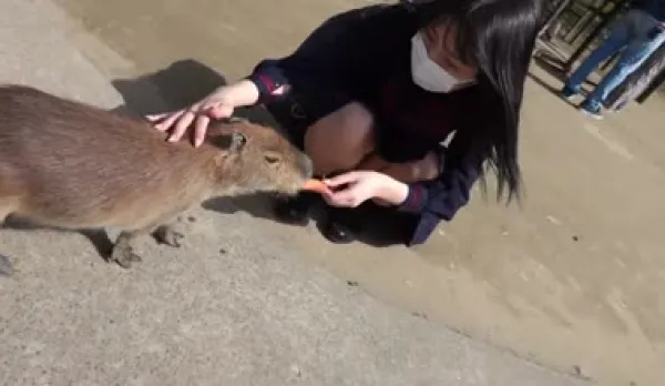 FC2PPV-3363270 Natural Beauty Bombshell